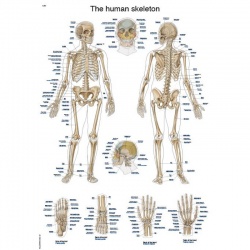 Erler-Zimmer Educational ''The Human Skeleton'' Anatomy Chart